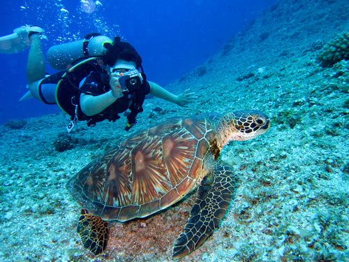 SNORKEL NOCTURNO