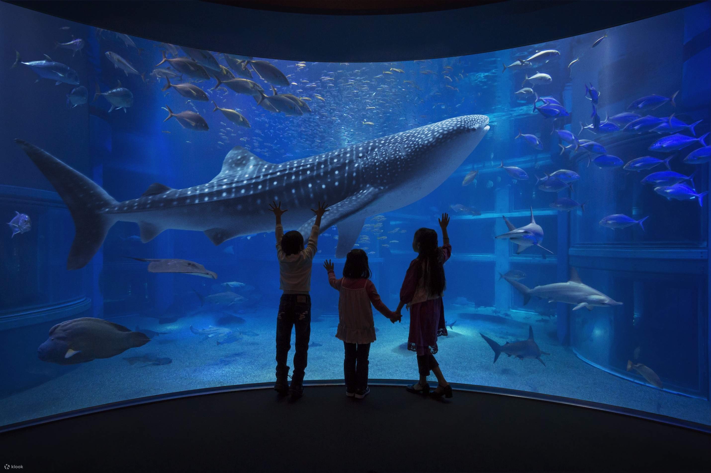 ENTRADAS AL ACUARIO DE OSAKA + KIOTO