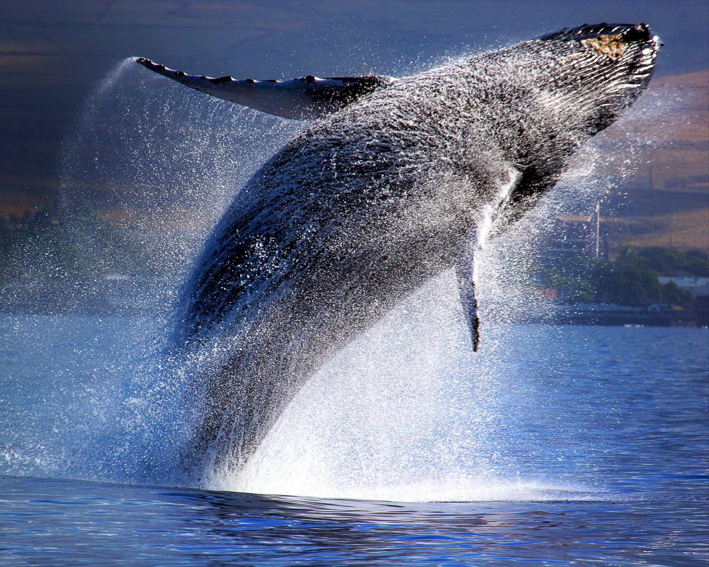 ABONO A AVENTURA DE NAVEGACIÓN EN VELA CON BALLENAS