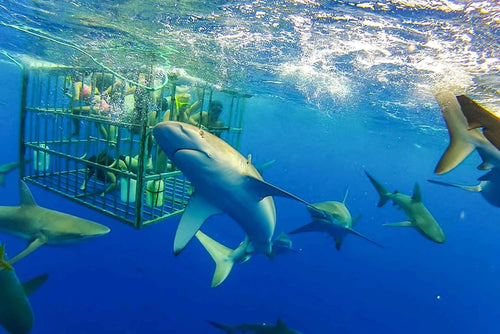 EXCURSIÓN DE AVISTAMIENTO DE TIBURONES